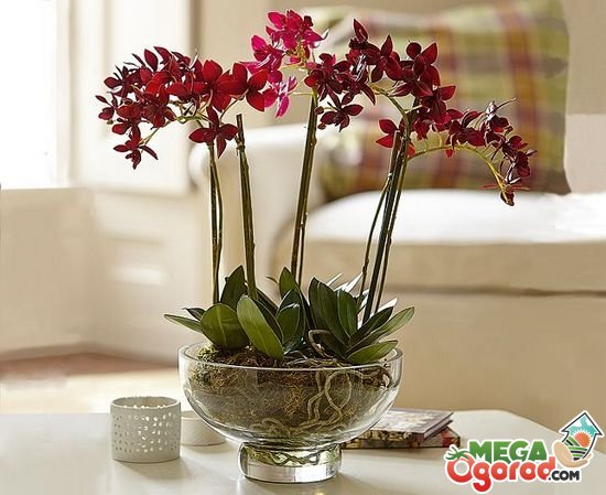Мини Орхидеи Купить В Интернет Магазине Недорого